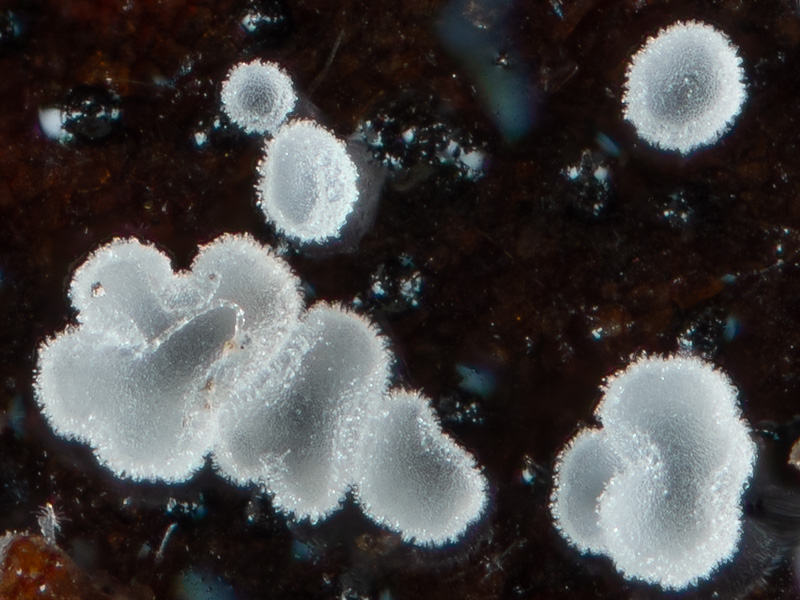 Hamatocanthoscypha ocellata